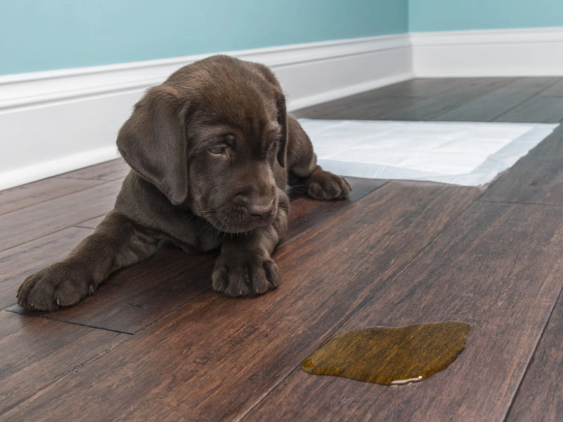 puppy+on+hardwood-RB-Flooring-800x600