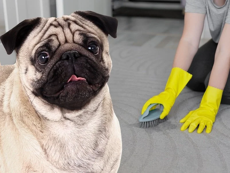 Dog+carpet+stain+copy